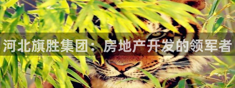 万向娱乐官网网址是什么