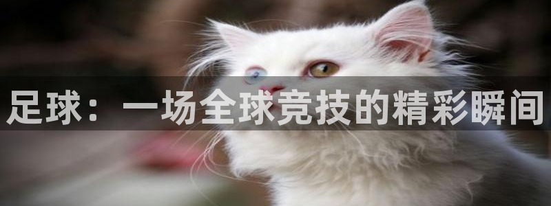 成都金熊猫体育